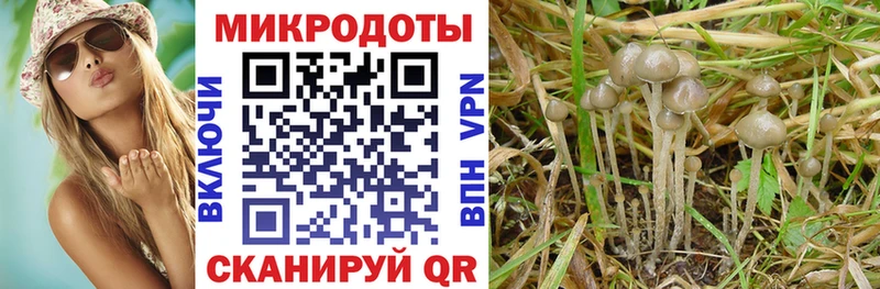 площадка клад Рудня Псилоцибиновые грибы Cubensis
